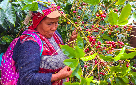 Recolección de café Finca San Ramón Productores de café Nicaragua