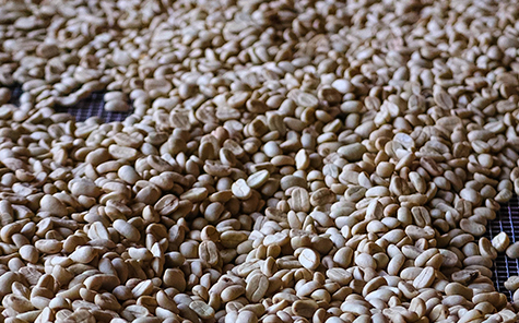 Fermentación de café Finca San Ramón Productores de café Nicaragua