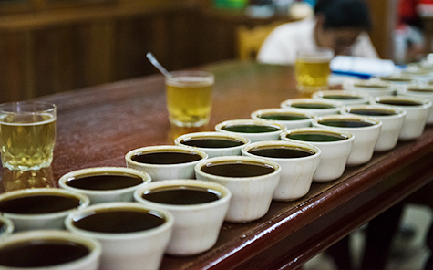 Catación de café Finca San Ramón Productores de café Nicaragua